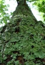 dscf3539 Lichen Tree